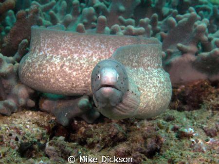 Grey / geometric moray (latin:siderea grisea)

Taken at... by Mike Dickson 
