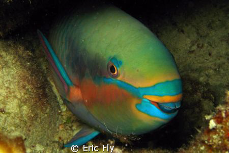 Night dive at Gun Beach by Eric Fly 