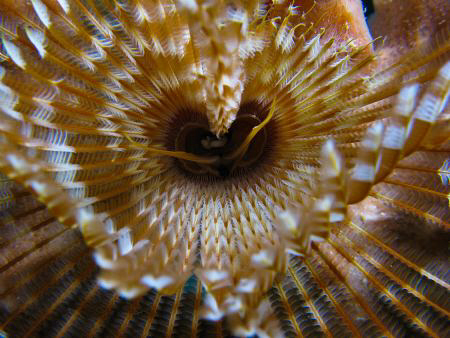 Feather duster worm, up close and personal. by Juan Torres 