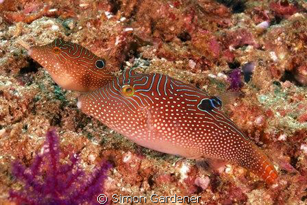 solanders toby ( canthigaster solandri ) shot with nikon ... by Simon Gardener 