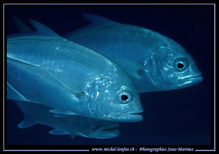 A group of Jack Fishes - "Que du Bonheur..." ...:O)... by Michel Lonfat 