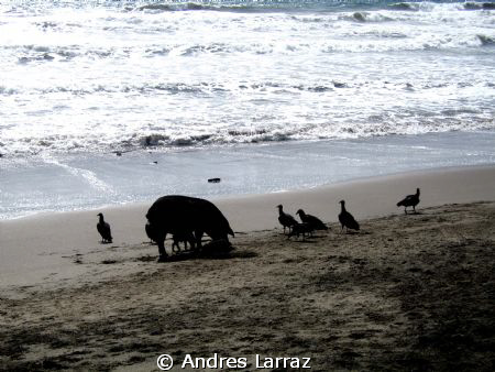 VULTURES AND SWINE @SUNSET by Andres Larraz 