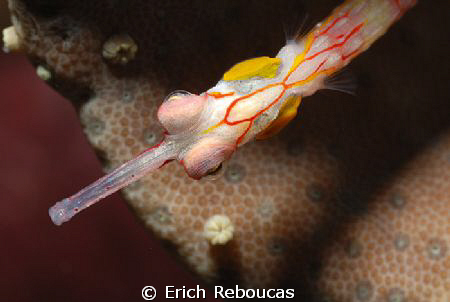 Pipefish head! 
In Fiddle Garden, Sharm El Sheikh. by Erich Reboucas 