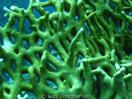 Fire Coral by Lucy Chamberlain 
