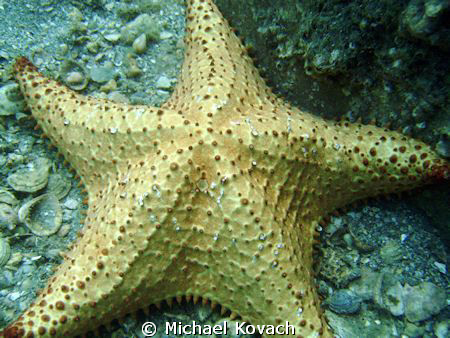 Starfish under the Blue Heron Bridge by Michael Kovach 