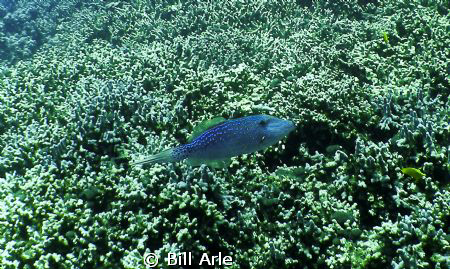 Big Island, Hawaii.  Olympus SP350 and Inon Wide Angle Lens. by Bill Arle 