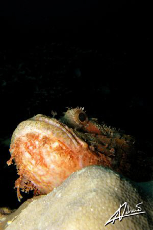 grumpy look of a bearded scorpion fish by Adriano Trapani 