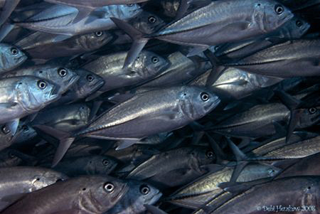 "One in a crowd"  Layang Layang Nikon D200 12-24 lens by Debi Henshaw 