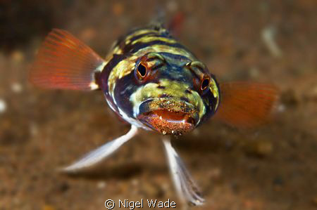 Who's been eating the sand?
Nikon D300, 60mm Nikkor, Sub... by Nigel Wade 