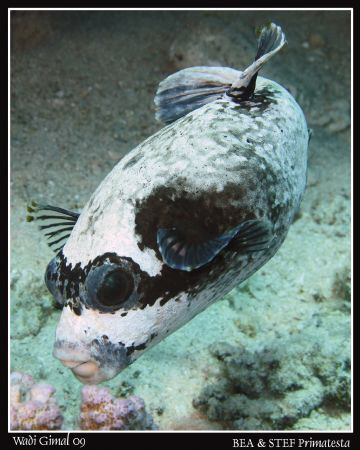 Arothron diadematus. Canon G10 & Inon D2000. by Bea & Stef Primatesta 