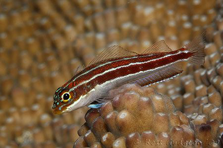 Helcogramma striata.  Ningaloo Reef, Western Australia. by Ross Gudgeon 