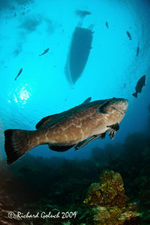 Groupers checking out  the boat-Roatan 2009 by Richard Goluch 