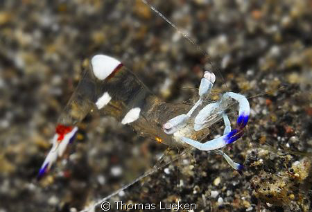 found in Lembeh; D200 by Thomas Lueken 