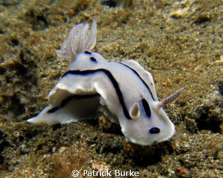 Chromodoris Willani taken in Lembeh Straits by Patrick Burke 