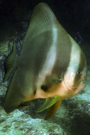 spadefish, ( platax orbicularis) shot at Ras Hamara musan... by Simon Gardener 