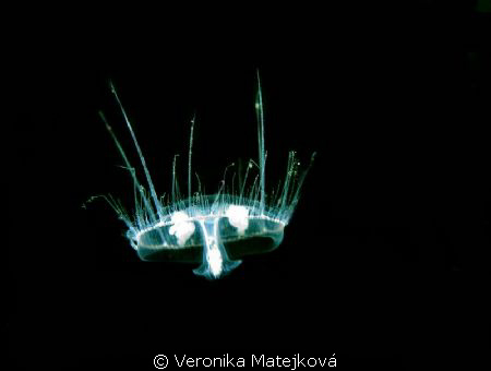 One small  jellyfish by Veronika Matějková 