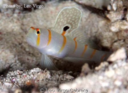 Orange Stripe Goby showing off its beauty... by Leo Virgo Cabrera 