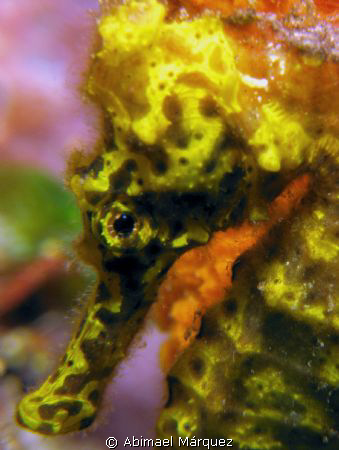 Seahorse, Saba Island. by Abimael Márquez 