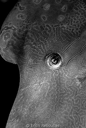 Napoleon face.
Macro 50mm, no cropping. by Erich Reboucas 