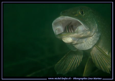 Today's after work dive : Just at the right moment.... :O... by Michel Lonfat 