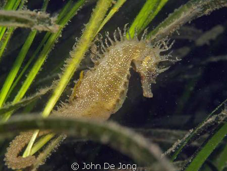 Seahorse between the sea gras in France. by John De Jong 