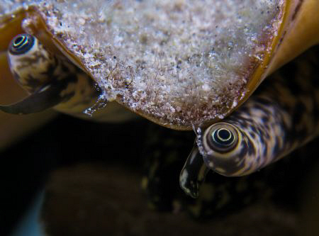 Eyes of the conch.  Culebra, PR by Juan Torres 