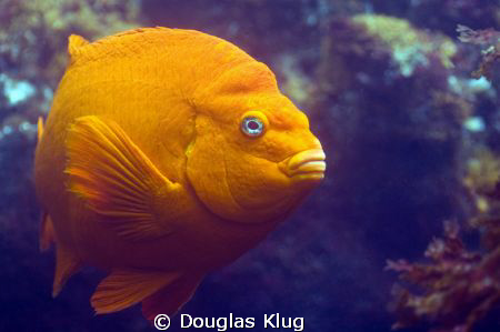 Gari says hi.  A garibaldi at Anapcapa Island. Shot with ... by Douglas Klug 