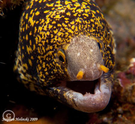 Moray in Anilao.  Canon G10, Inon closeup lenses, Sea and... by Stephen Holinski 