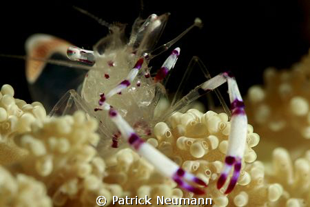 100mm + Macromate taken with Canon 400D/Hugyfot by Patrick Neumann 