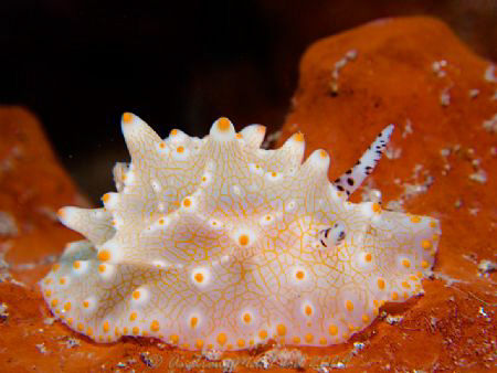 Taken this morning off Manado Indonesia. Canon G10. by Andrew Macleod 