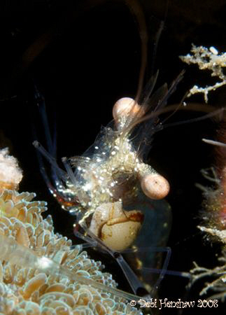 "It's in the Eyes"  Nikon D200, f/18 1/160 ISO 200 :o) by Debi Henshaw 