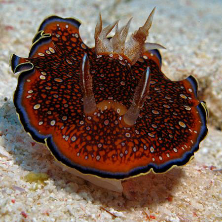 Red Sea Chromodoris. Canon G9 with Ikelite strobe by James Dawson 
