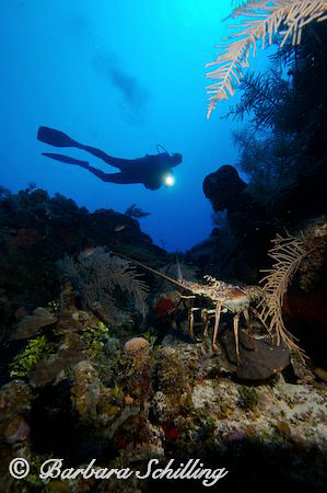 Lobster in the Spotlight by Barbara Schilling 