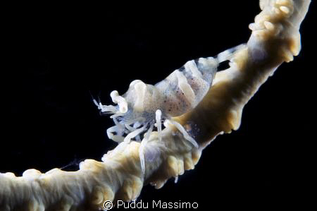shrimp with eggs,nikond2x 60mm macro by Puddu Massimo 
