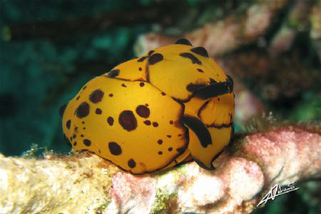 berthella martensi in Burmese waters by Adriano Trapani 