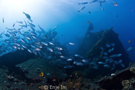 jacks over shipwreck.
Trevally swim over the superstruct... by Enje Im 
