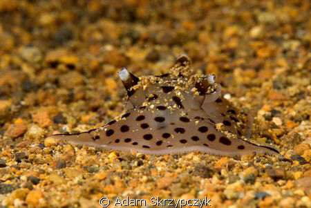 "I wanna be a ray" nudi.  Euselenops luniceps by Adam Skrzypczyk 