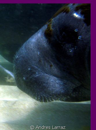 MANATEE Up close. by Andres Larraz 