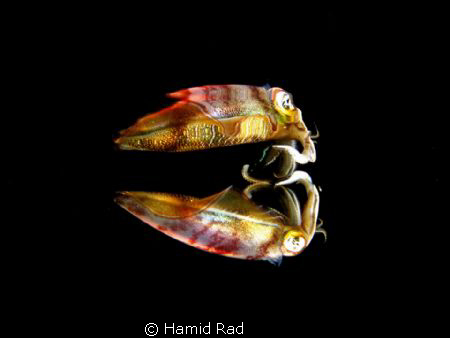 Reef squid & its reflection at the surface / Canon G9 wit... by Hamid Rad 