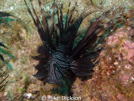 Black lionfish (latin: pterois antennata)

Pic taken in... by Mike Dickson 