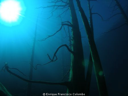 Bosque sumergido en el Lago Traful Patagonia by Enrique Francisco Colombo 