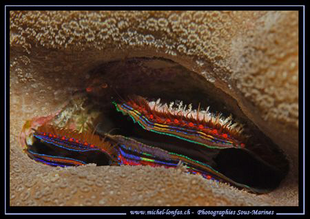 Surprising colors... Que du Bonheur... :O)... by Michel Lonfat 