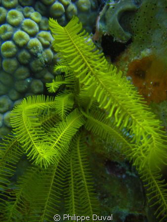 i have no idear what is that algaes is but i like the way... by Philippe Duval 