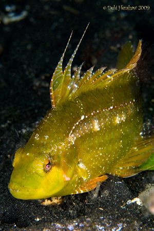 Flagfin Wrasse - according to Neville Coleman "a rarely s... by Debi Henshaw 