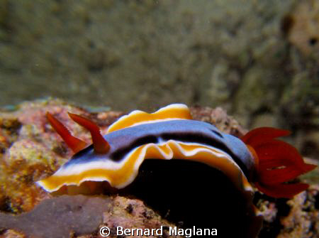Talikud Island, Davao by Bernard Maglana 
