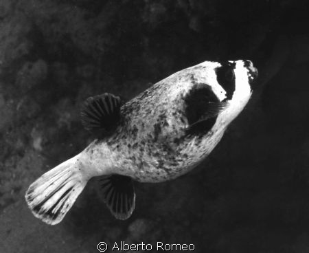 Arothron diatematosus
Apnea skin diving in Sharm el Shei... by Alberto Romeo 