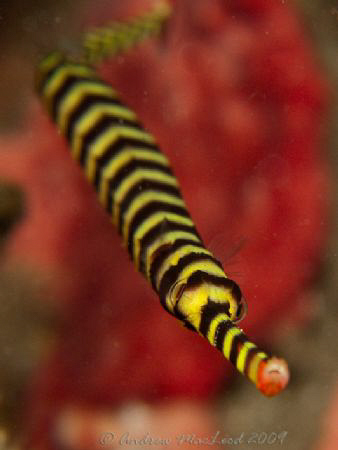 taken today in Manado.Canon G 10 by Andrew Macleod 