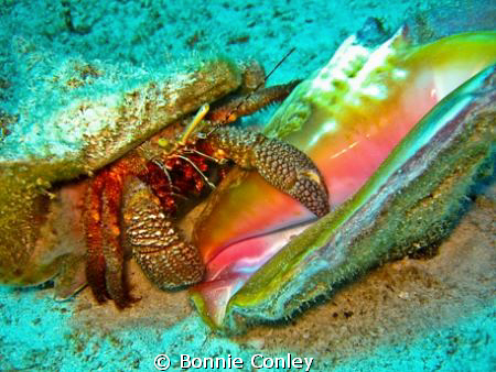 Hermit Crab with Conch shell in Grand Bahamas.  Photo tak... by Bonnie Conley 