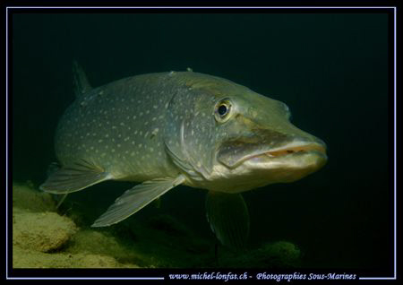 Now... That is the "King Of" our Freshwaters... Beautiful... by Michel Lonfat 
