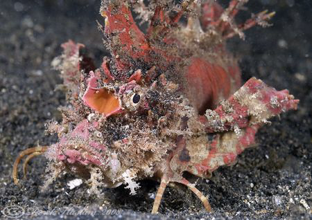 Devil scorpion fish. Lembeh. D200, 60mm. by Derek Haslam 